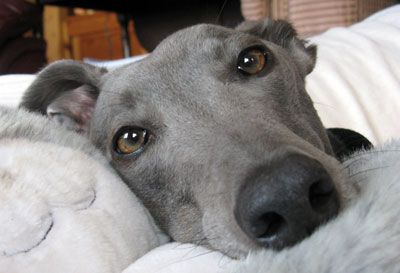 Image result for greyhound